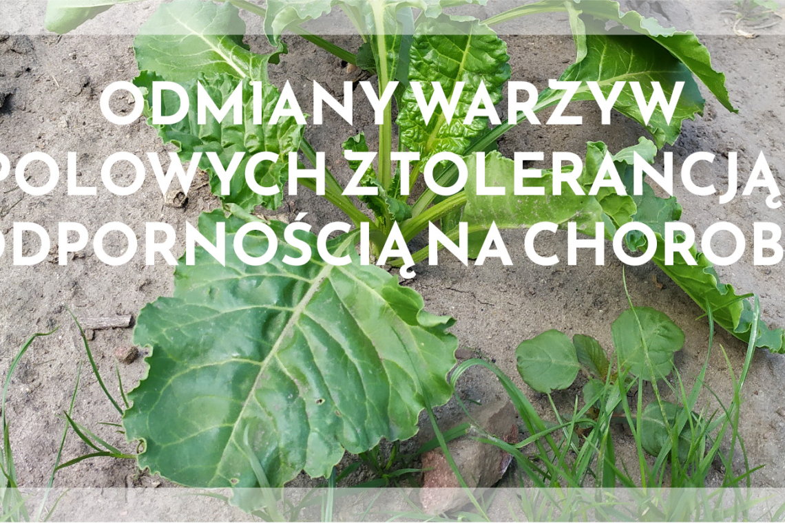 Odmiany warzyw polowych z tolerancją i odpornością na choroby